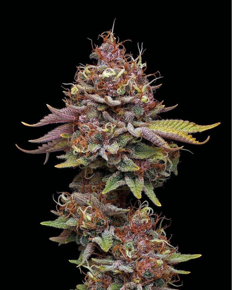 Amaretto Tarmac, Фасовка: 1, изображение 2